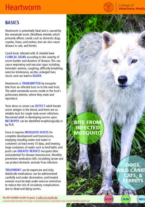 thumbnail of heartworm fact sheet