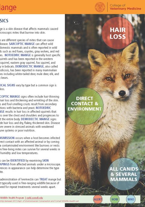 thumbnail of mange fact sheet