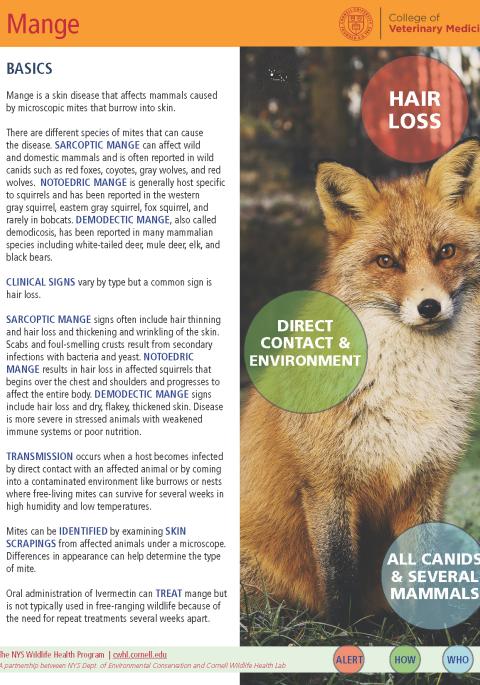 thumbnail of mange fact sheet