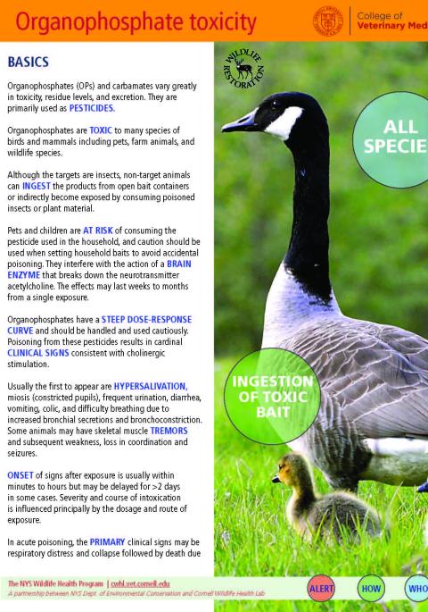 thumbnail of Organophosphate Toxicity fact sheet