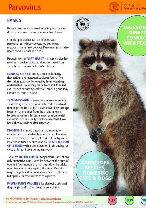 thumbnail of parvo fact sheet