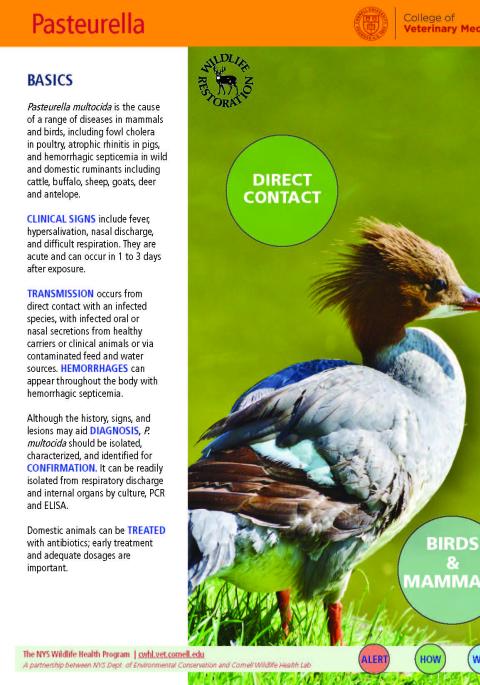 thumbnail of pasteurella fact sheet