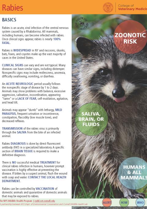 thumbnail of rabies fact sheet