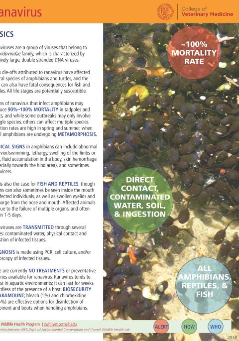 thumbnail of ranavirus fact sheet