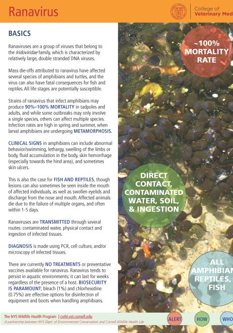 thumbnail of ranavirus fact sheet