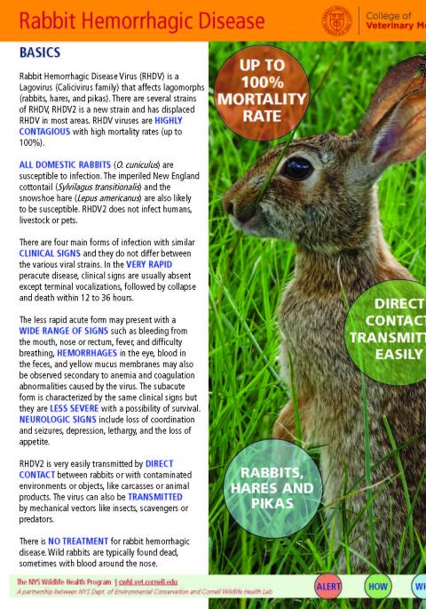 thumbnail of RHDV fact sheet