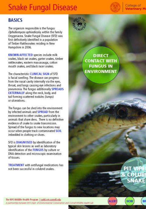 thumbnail of SFD fact sheet