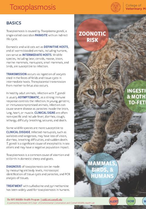 thumbnail of Toxoplasmosis fact sheet