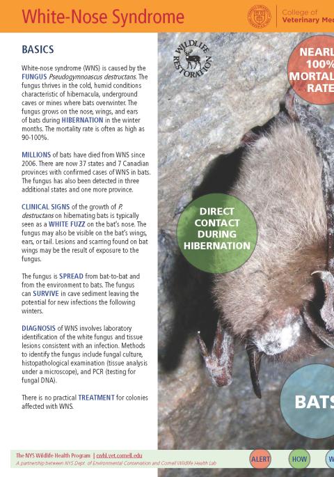 thumbnail of WNS fact sheet