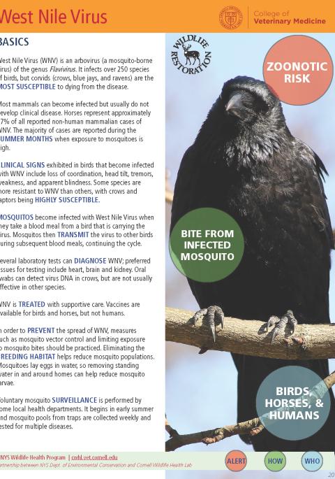 Thumbnail of fact sheet; click on image to download PDF