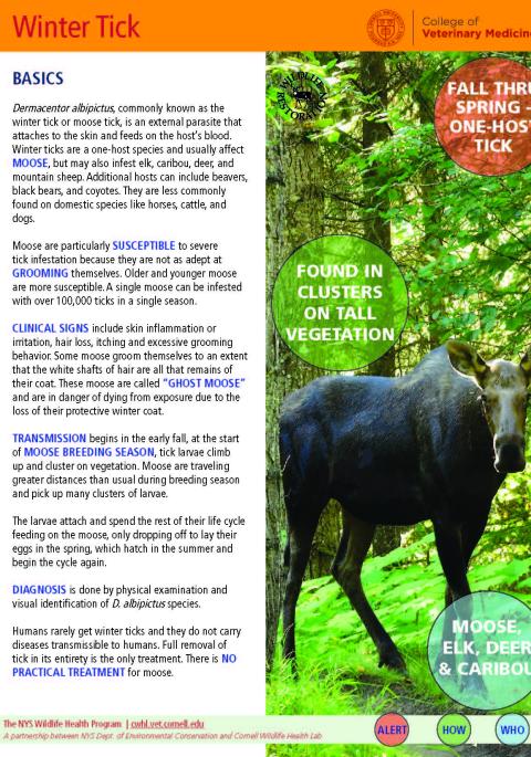 thumbnail of winter tick fact sheet