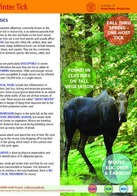 thumbnail of winter tick fact sheet