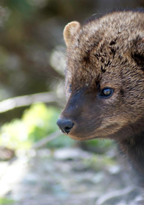 close up of fisher in the wild