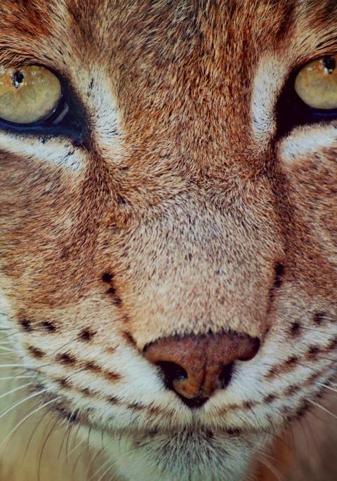 Bobcat face close up