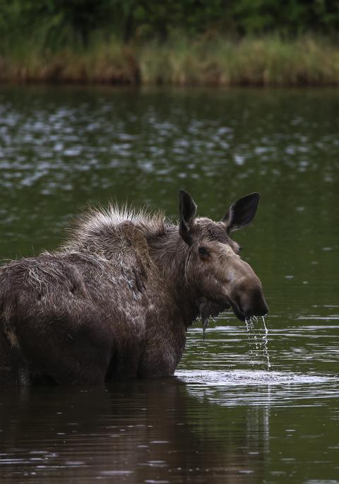 Moose looking back while standing in water