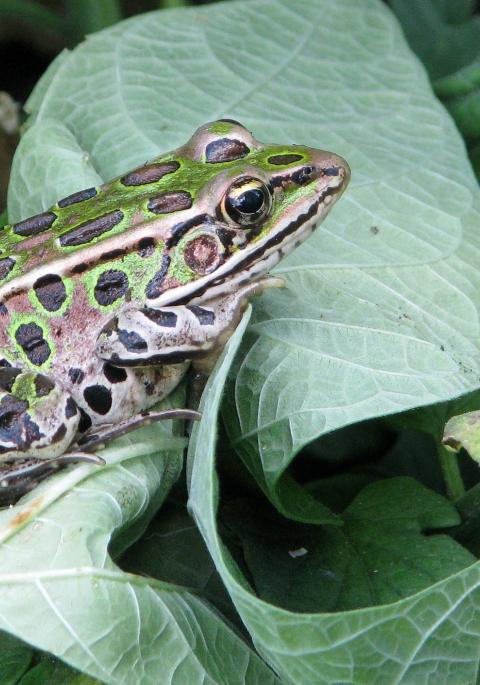 Northern Leopard frog on a leaf