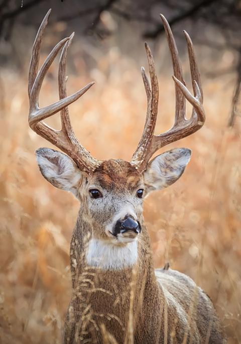 White-tailed deer in field