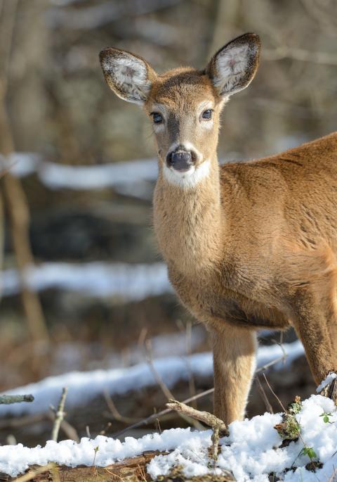 White-tailed deer in woods with snowy background