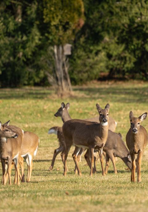 Herd of white-tailed deer on grass