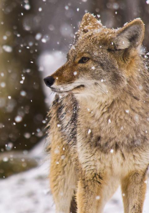coyote in snow