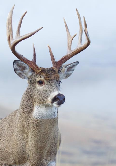 White-tailed buck close up against a blue blurred background