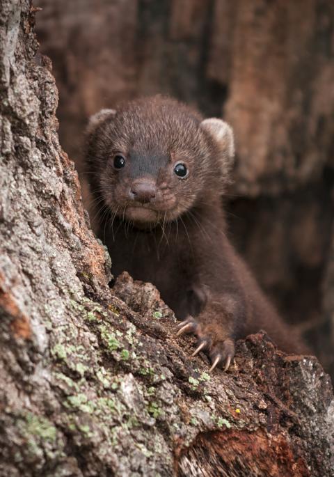 Young fisher kit in a tree