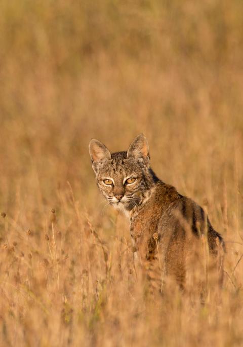 bobcat in field of fall brown grass