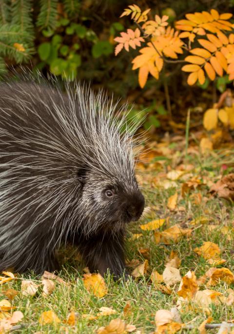 Adult porcupine on grass with trees in background