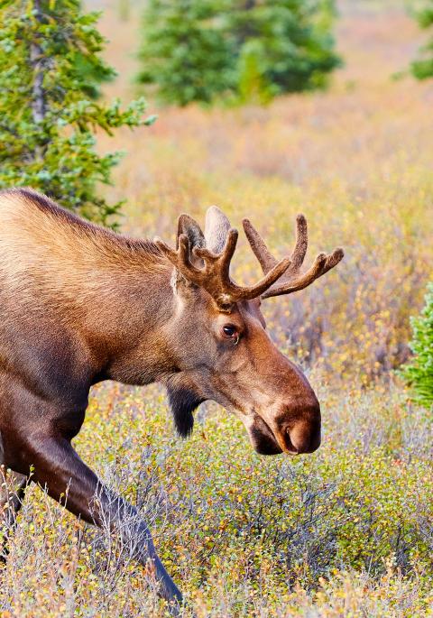 Moose walking across field