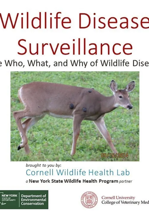 Thumbnail of title slide