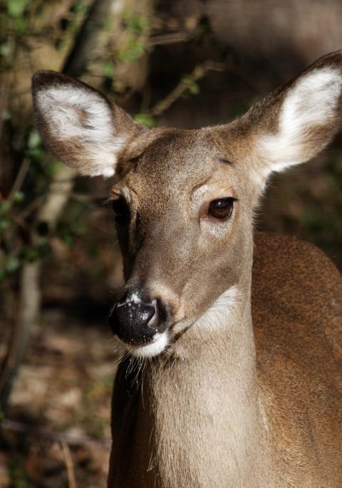 White-tailed doe close up