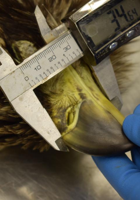 Wildlife pathologist measuring a juvenile bald eagle's beak to determine sex, part of the beak-to-talon ratio used in determining sex 