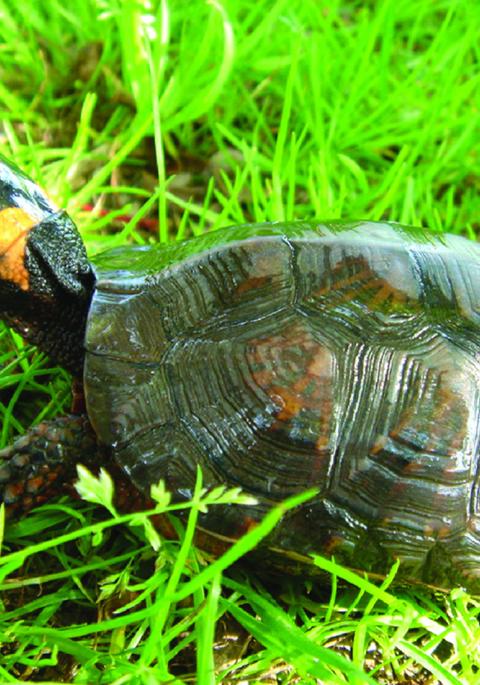 bog turtle in grass