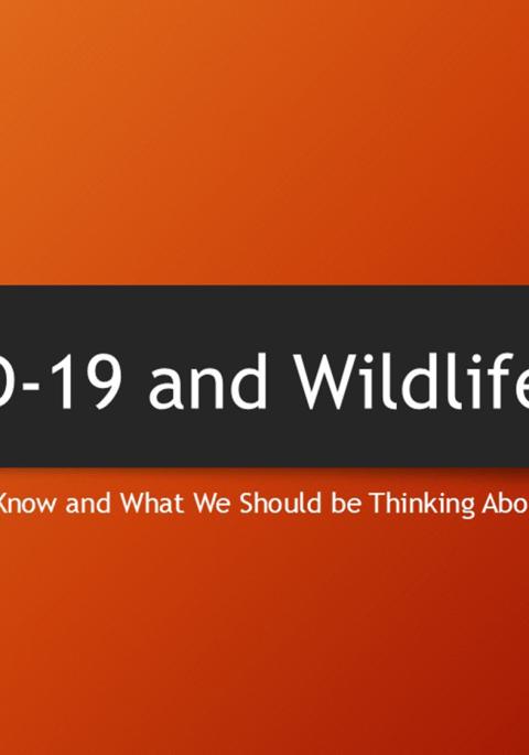 Thumbnail of title slide