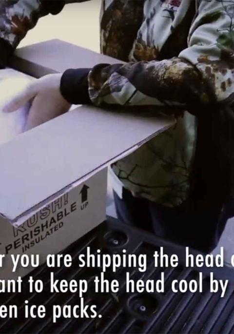 Thumbnail of title slide