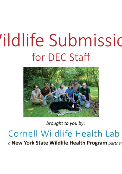 Thumbnail of title slide