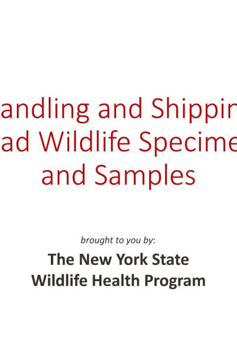 Thumbnail of title slide