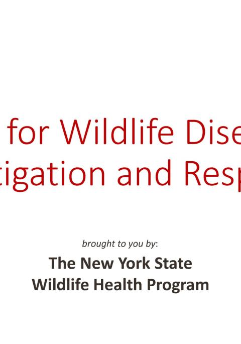 Thumbnail of title slide