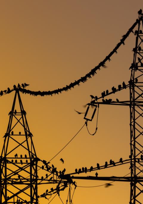 birds on power towers and lines at sunset