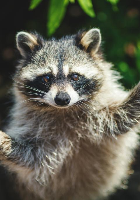 raccoon with front paws up