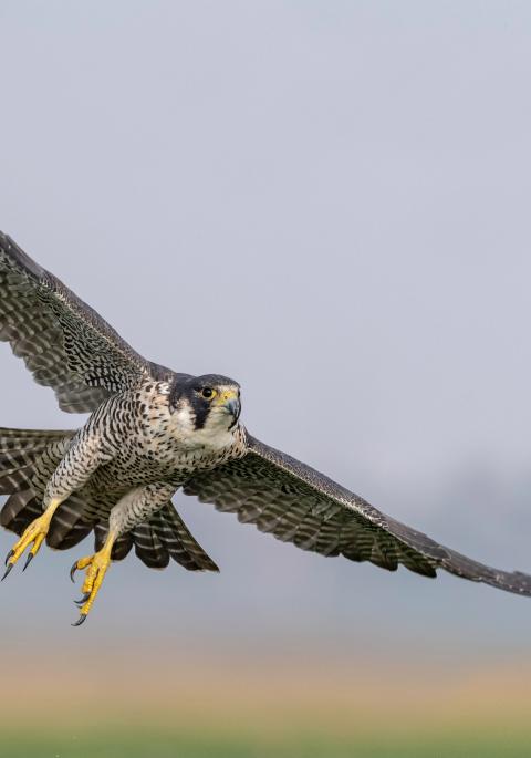 A peregrine falcon in flight