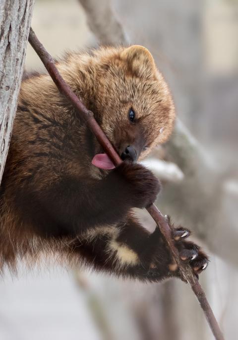Fisher licking sap from small tree branch