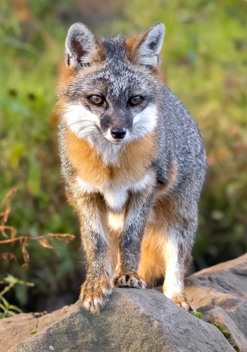 Gray fox on rocks