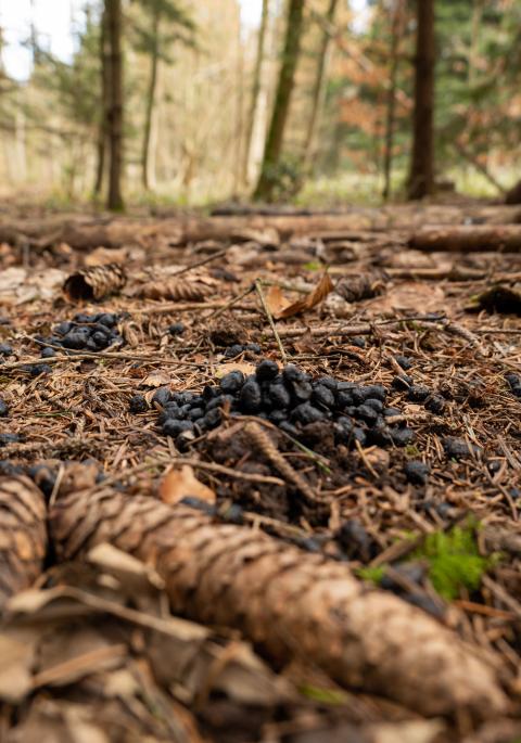 deer droppings on the forest floor