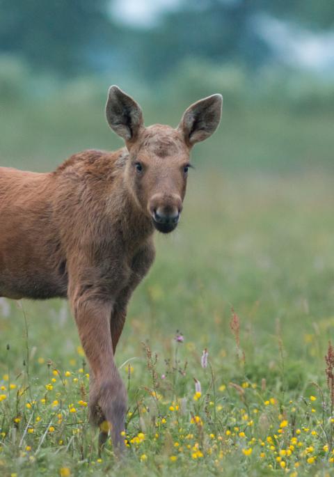 A picture of a moose calf