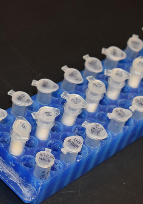 tray of tubes for testing