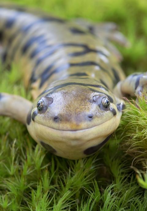 close up of tiger salamander on moss