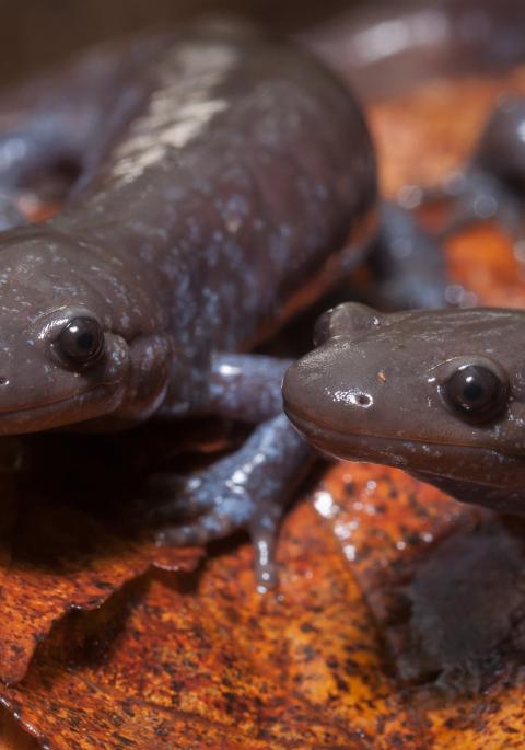 Two Jefferson Unisexual ambystoma salamanders posing together