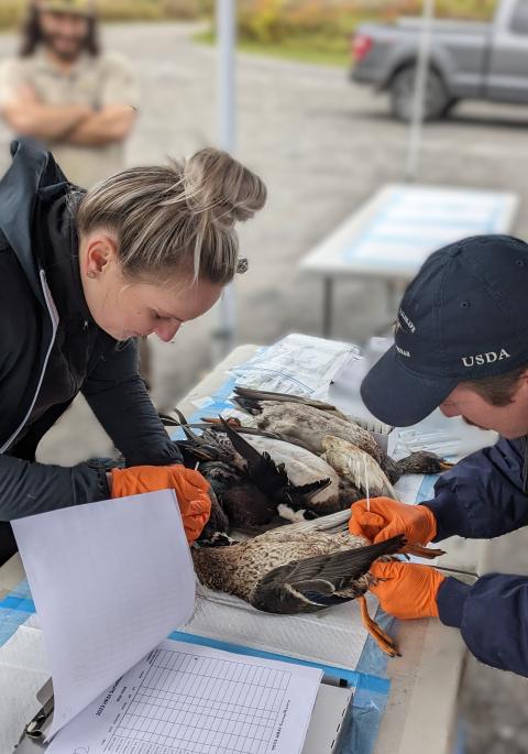 HPAI sampling in ducks
