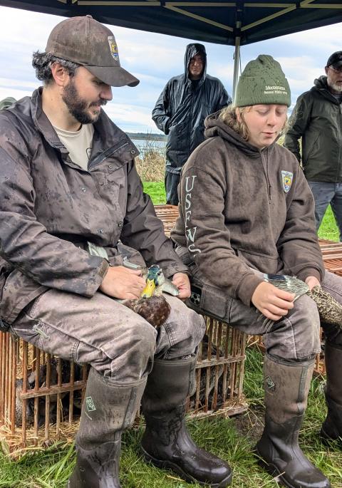 Demonstrating bird handling